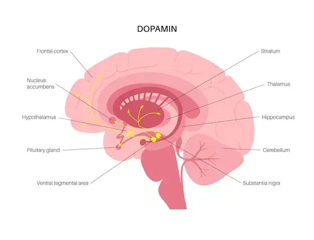 Ilustracja mózgu z zaznaczonymi neuroprzekaźnikami