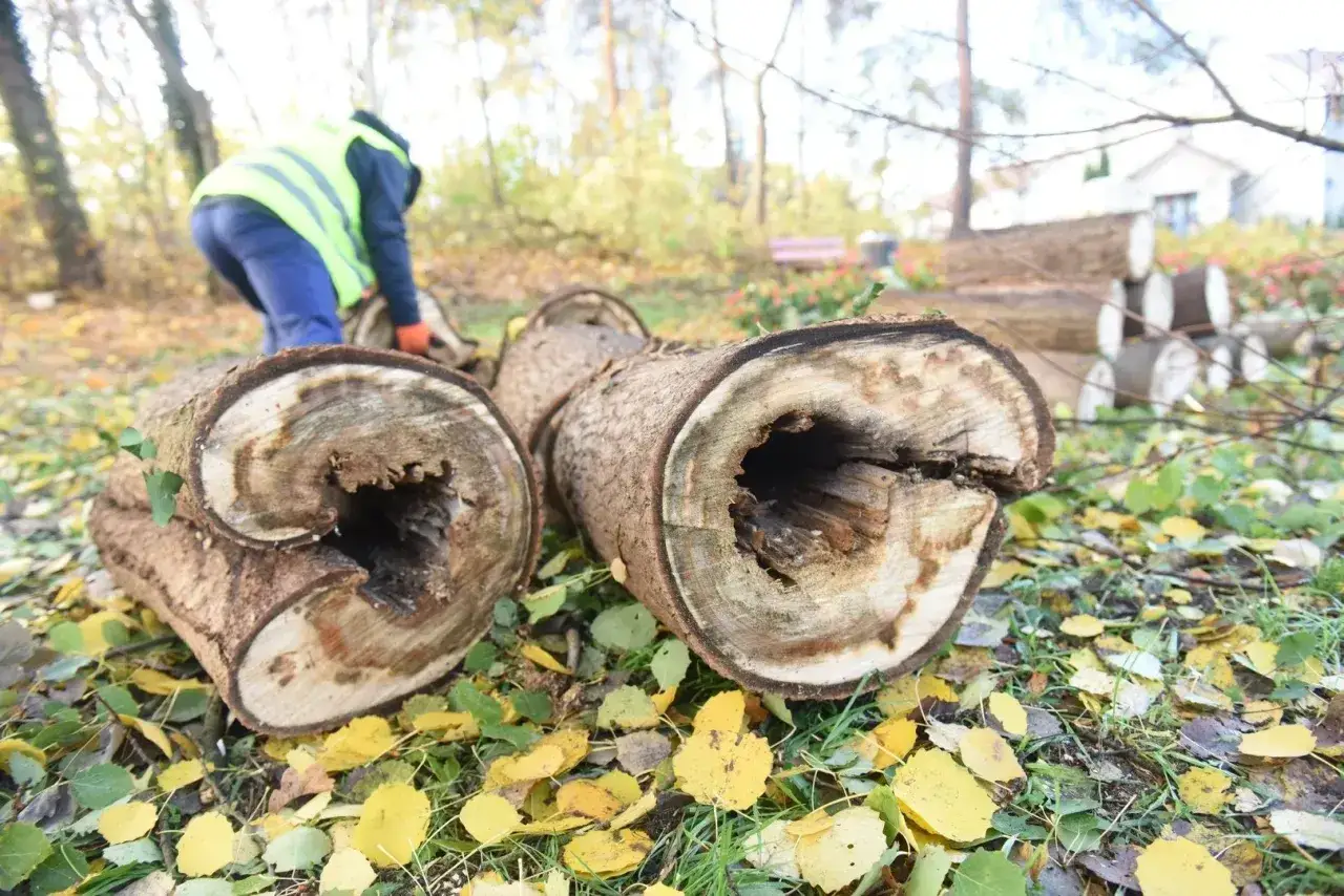 Pocięte pnie drzew leżą na ziemi, wśród jesiennych liści. Pracownik w kamizelce odblaskowej zajmuje się drewnem. Czy tuje można wyciąć bez pozwolenia?