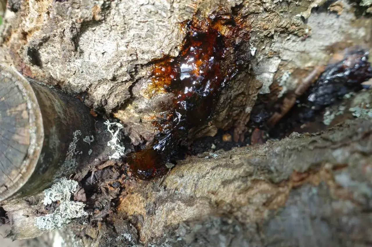 Goutte de résine ambrée suintant d'un tronc d'arbre, signe d'un chancre cerisier.