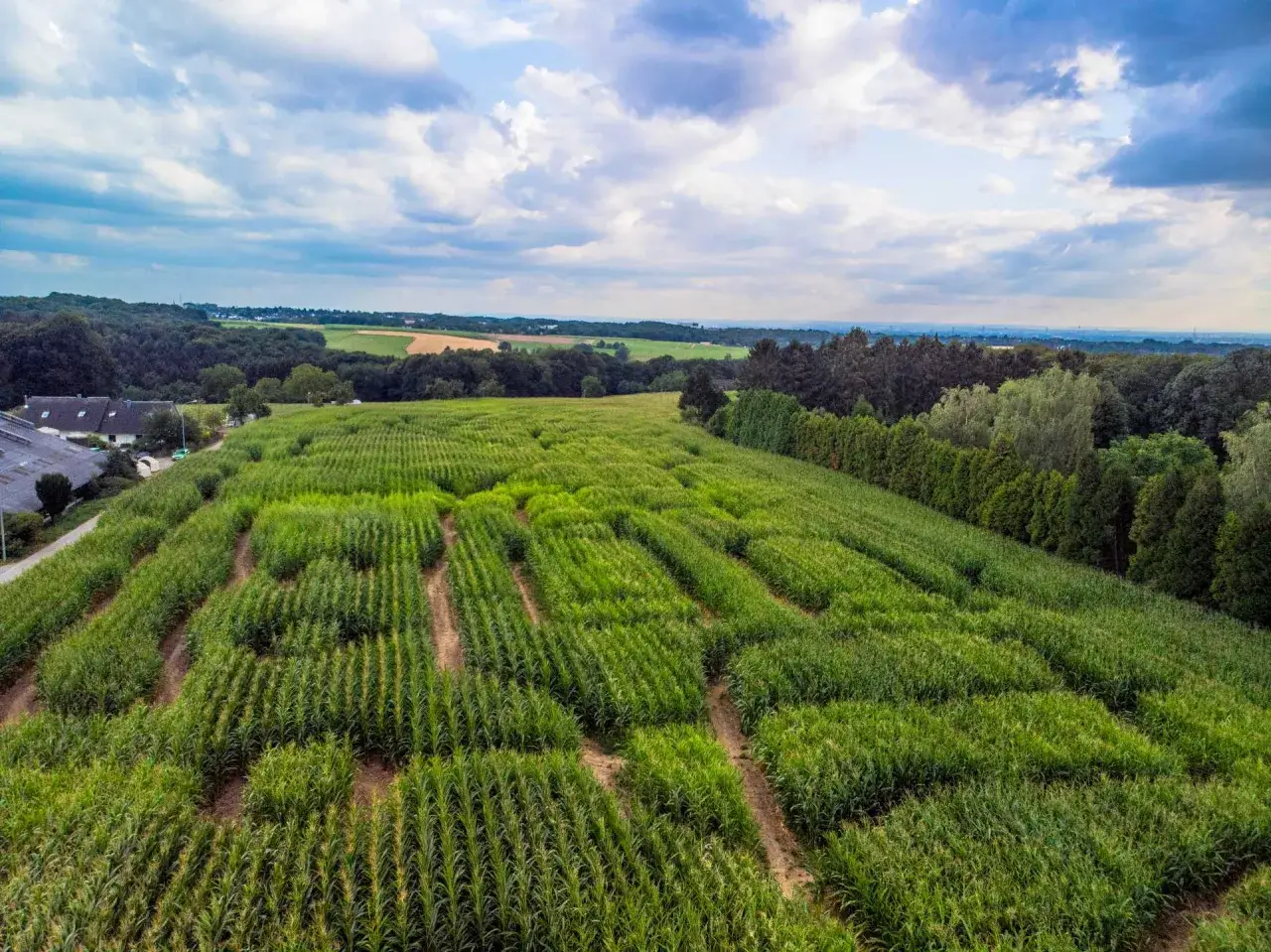 Ein riesiges Maislabyrinth in Witzhelden, umgeben von gr&uuml;nen B&auml;umen und einem dramatischen Himmel.