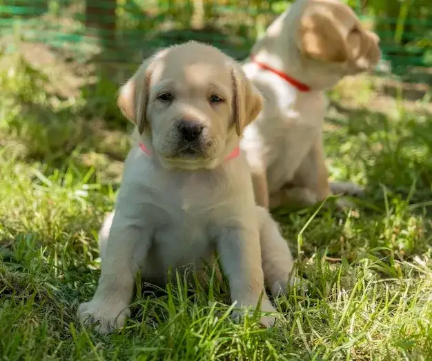 Szczeniak labradora na trawie
