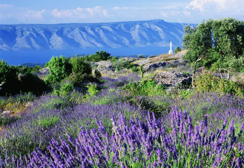 Hvar pola lawendy miasto
