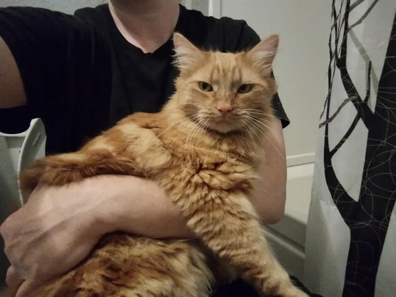 My fluffy orange cat sits on my lap, keeping me company while I poop.