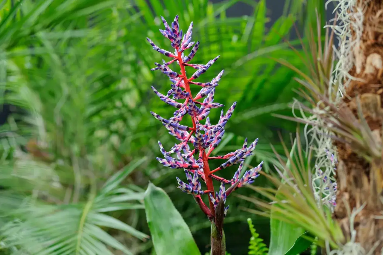 Kolorowy kwiat bromelii, jeden z najpiękniejszych kwiatów egzotycznych, wyrasta na tle bujnej, zielonej roślinności.