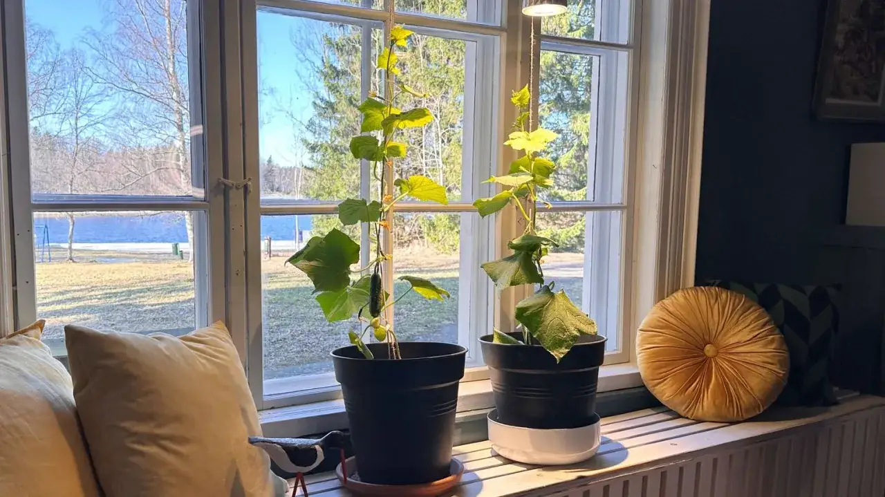 Två gurkplantor klättrar uppåt i krukor vid ett fönster. En liten gurka syns på den ena plantan. Det är ett fint sätt att odla gurka inomhus.