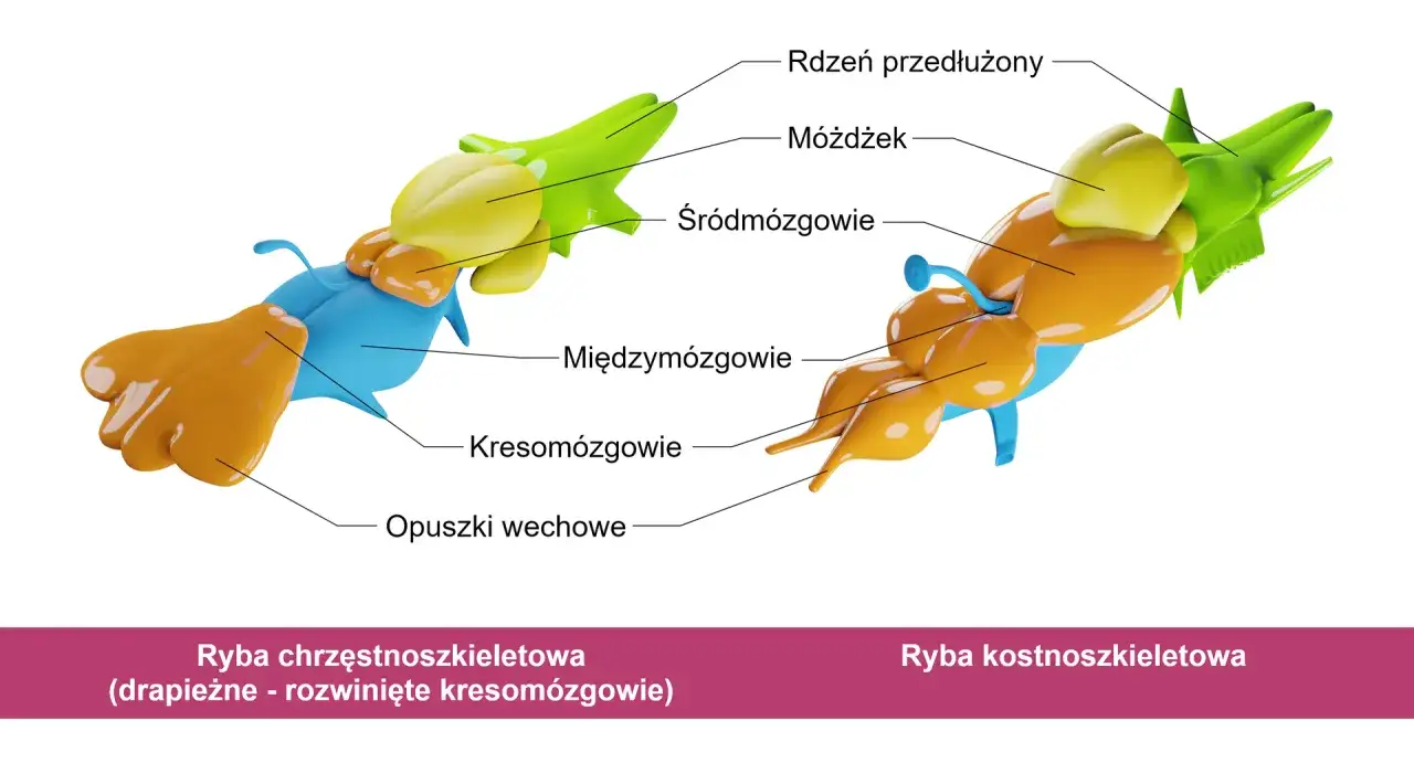 Porównanie mózgów ryb: chrzęstnoszkieletowej i kostnoszkieletowej. Czy ryba ma mózg? Tak, a jego budowa jest złożona.