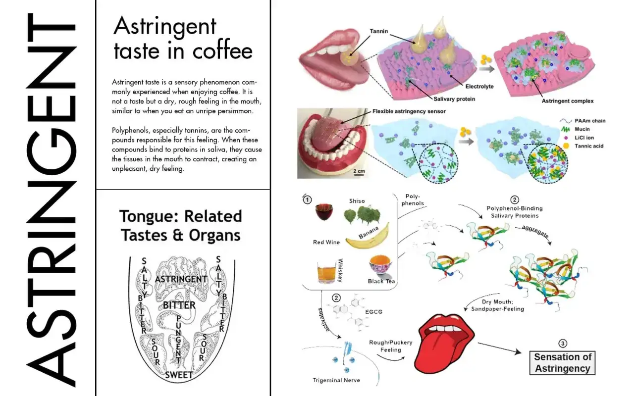 Ilustración explica el sabor astringente en el café, mostrando cómo los polifenoles y taninos interactúan con la saliva, causando sequedad. Incluye alimentos astringentes.