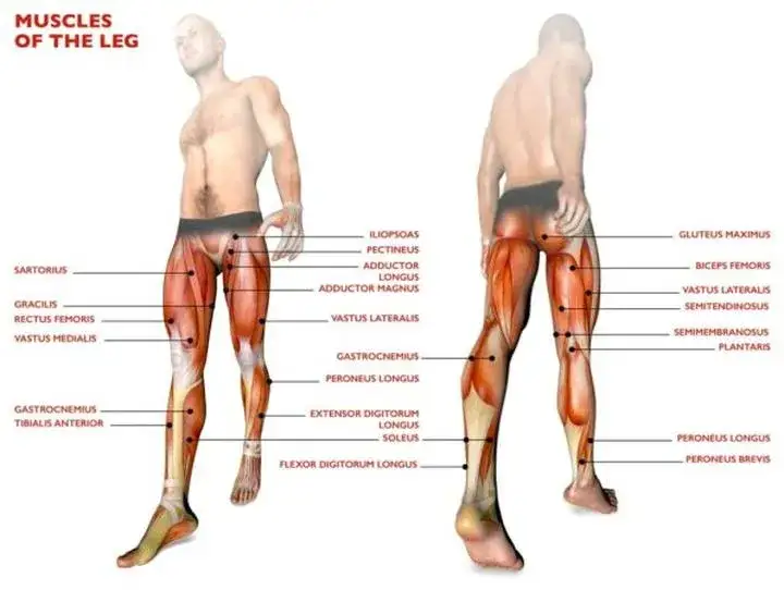 Anatomia mięśni n&oacute;g zaangażowanych w bieganie