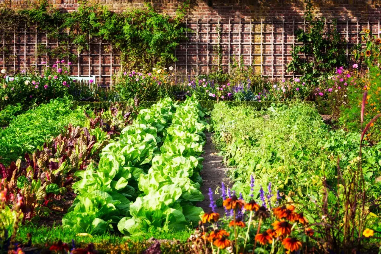 Ein &uuml;ppiger Gem&uuml;segarten mit Salat, Mangold und Blumen. Perfekt, um zu sehen, was man im Mai pflanzen kann.