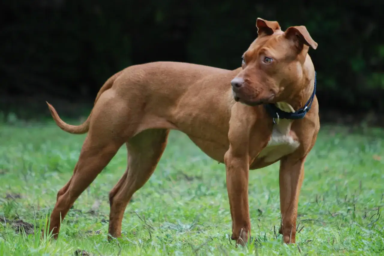 Apbt red nose o rudym umaszczeniu, z uwagą obserwuje otoczenie na tle zielonej trawy i ciemnego lasu.