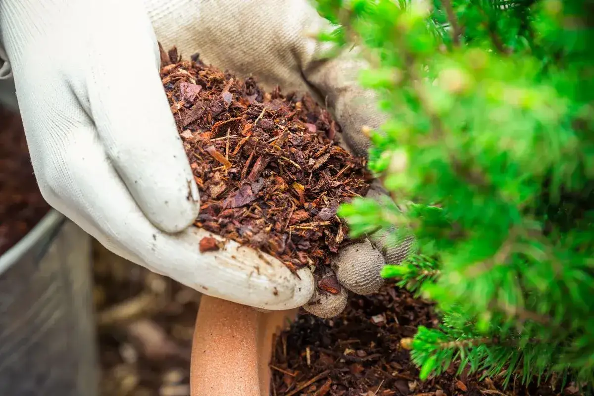 Mani guantate aggiungono pacciamatura di corteccia a un piccolo abete. Questo materiale organico, simile alla farina di ossa per la sua utilità nel terreno, nutre le piante.