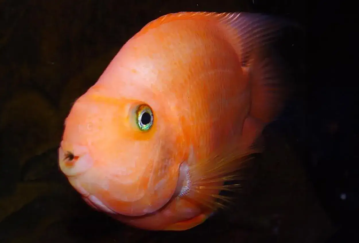 En orange papegoj fisk med gr&ouml;na &ouml;gon simmar i m&ouml;rkt vatten.