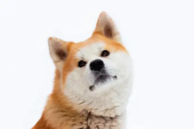 akita inu budowa sierści schemat