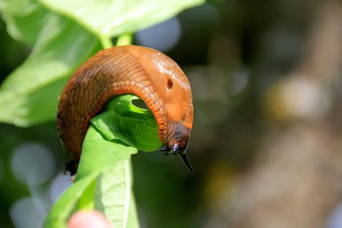 Un escargot brun se nourrit d'une feuille verte. Un remède de grand-mère contre les escargots pourrait être utile ici.