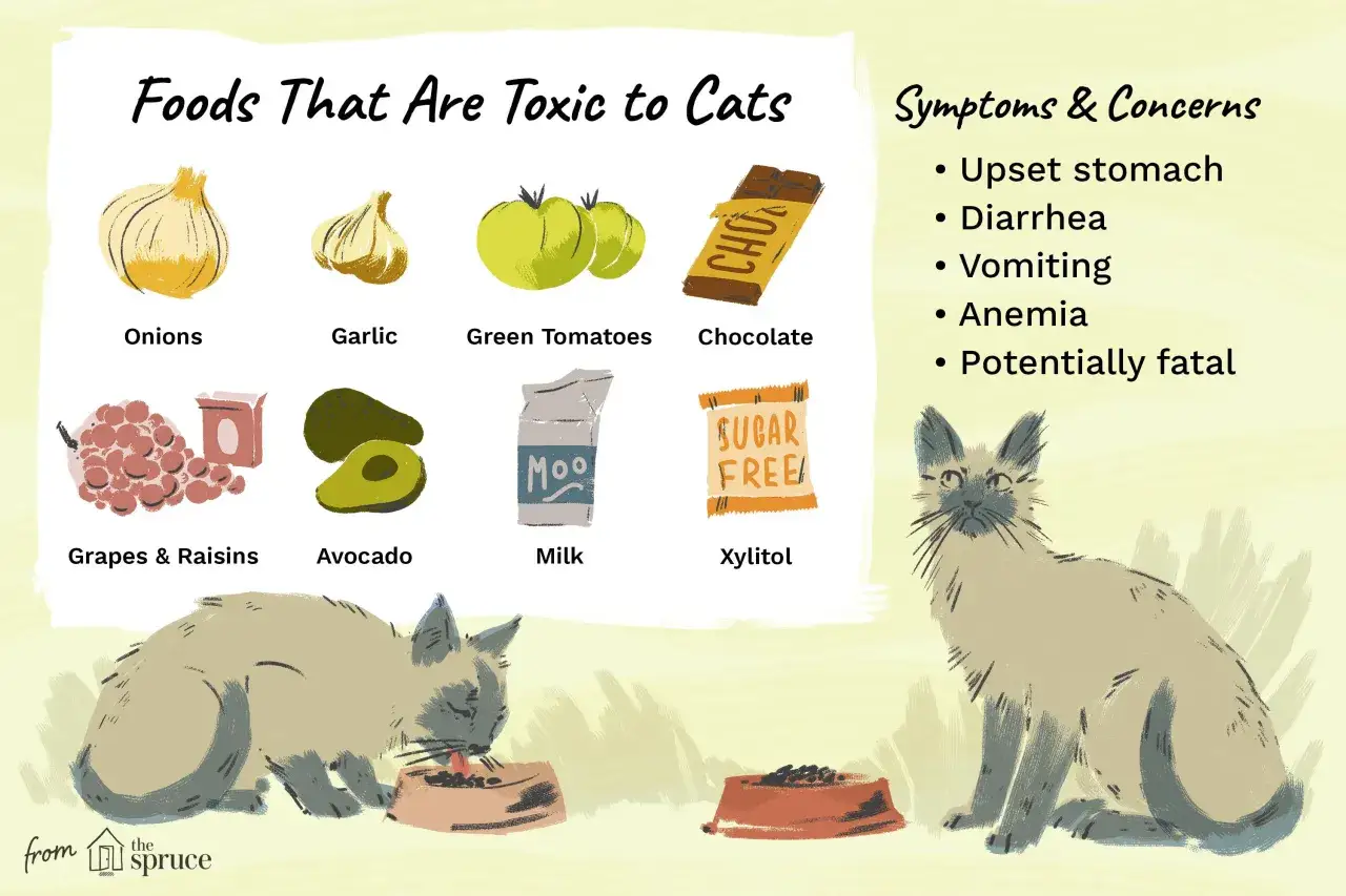 Aliments interdits pour chaton : oignons, ail, tomates vertes, chocolat, raisins, avocat, lait, xylitol. Risques : vomissements, diarrhée, anémie, mort.