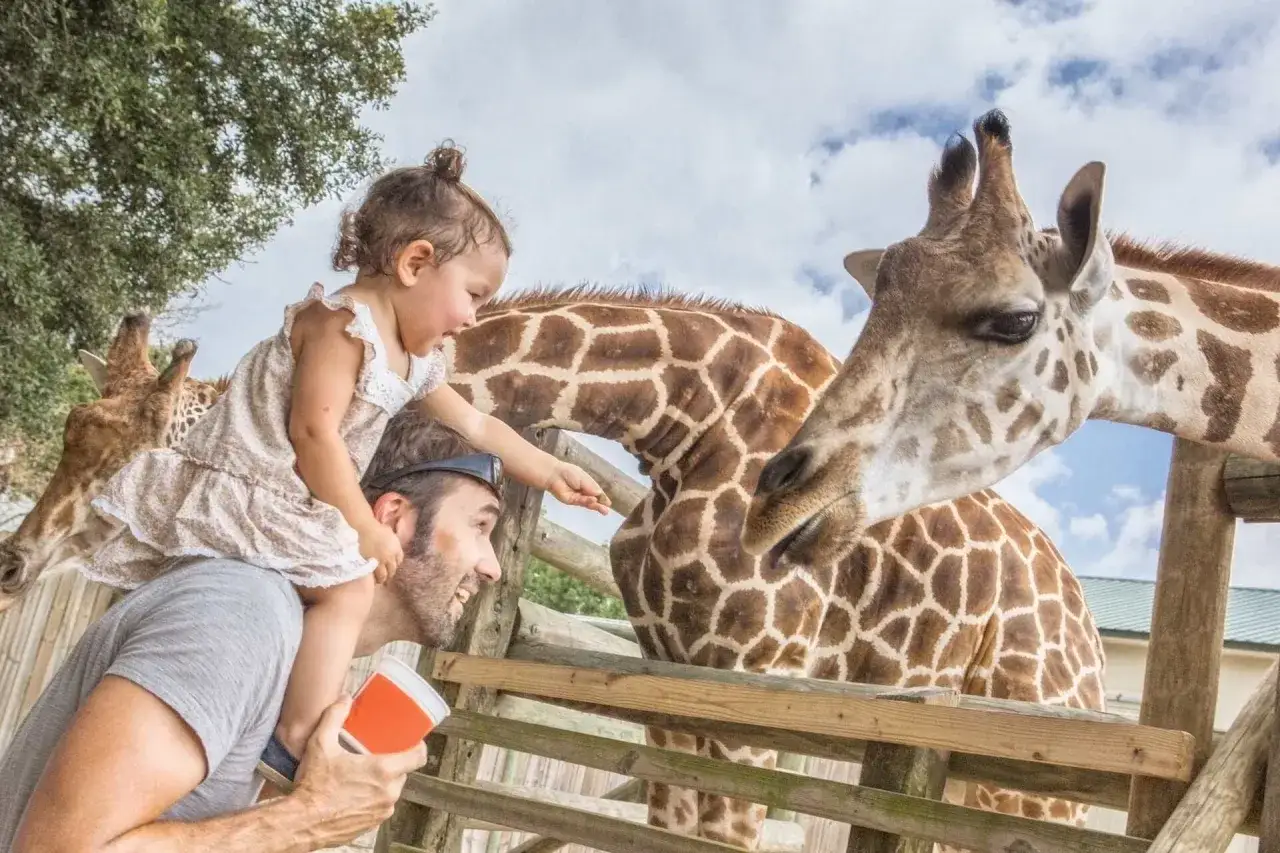 Ojciec z córką na ramionach karmi żyrafy. Wspaniałe wspomnienia z ogrodu zoologicznego w Krakowie, opinie potwierdzają!