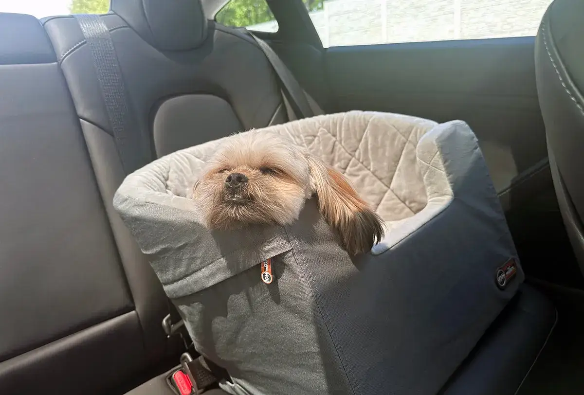 Kleiner Hund schläft im Autositz, um Reiseübelkeit zu vermeiden.