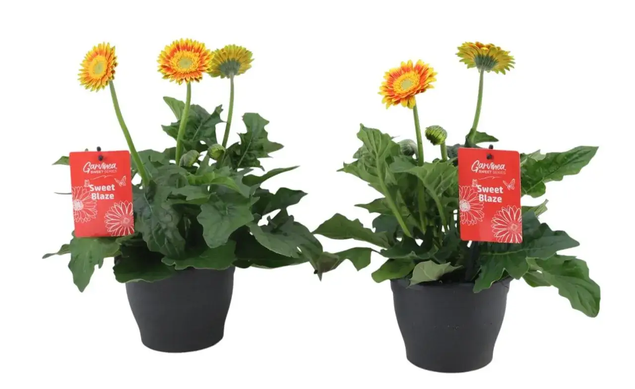 Två krukor med en gul och orange gerbera blomma, sorten