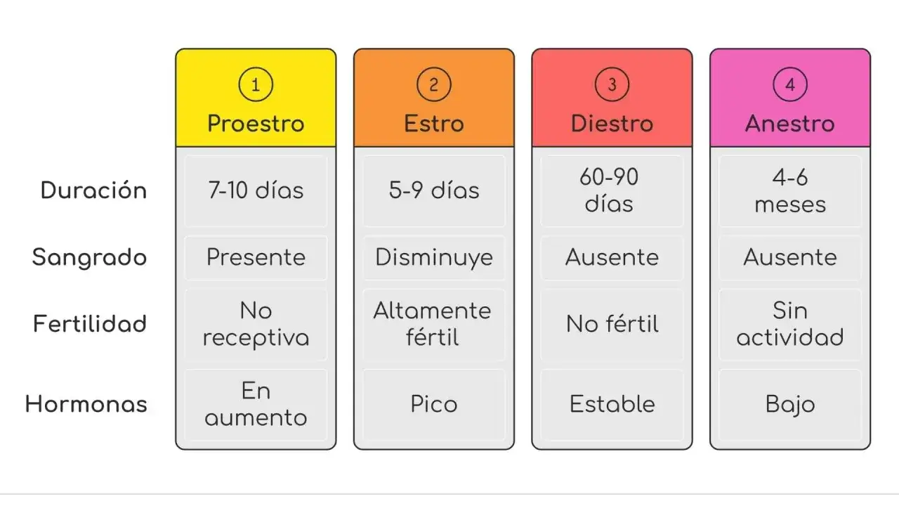 Tabla que detalla cu&aacute;nto dura el celo de una perra: Proestro (7-10 d&iacute;as), Estro (5-9 d&iacute;as), Diestro (60-90 d&iacute;as) y Anestro (4-6 meses).