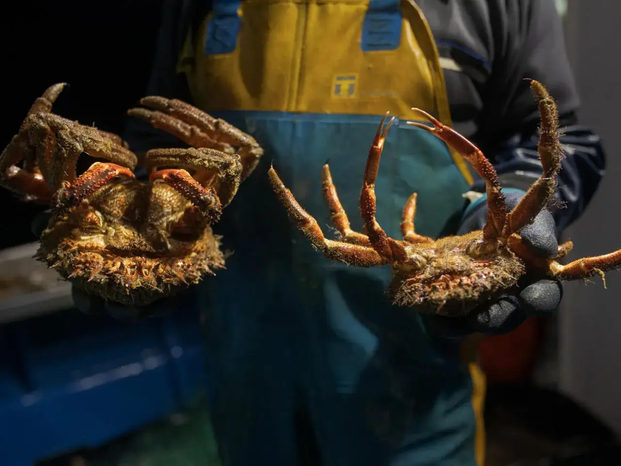 Un pescador muestra dos centollas capturadas, esperando el fin de la veda centolla para poder comercializarlas.