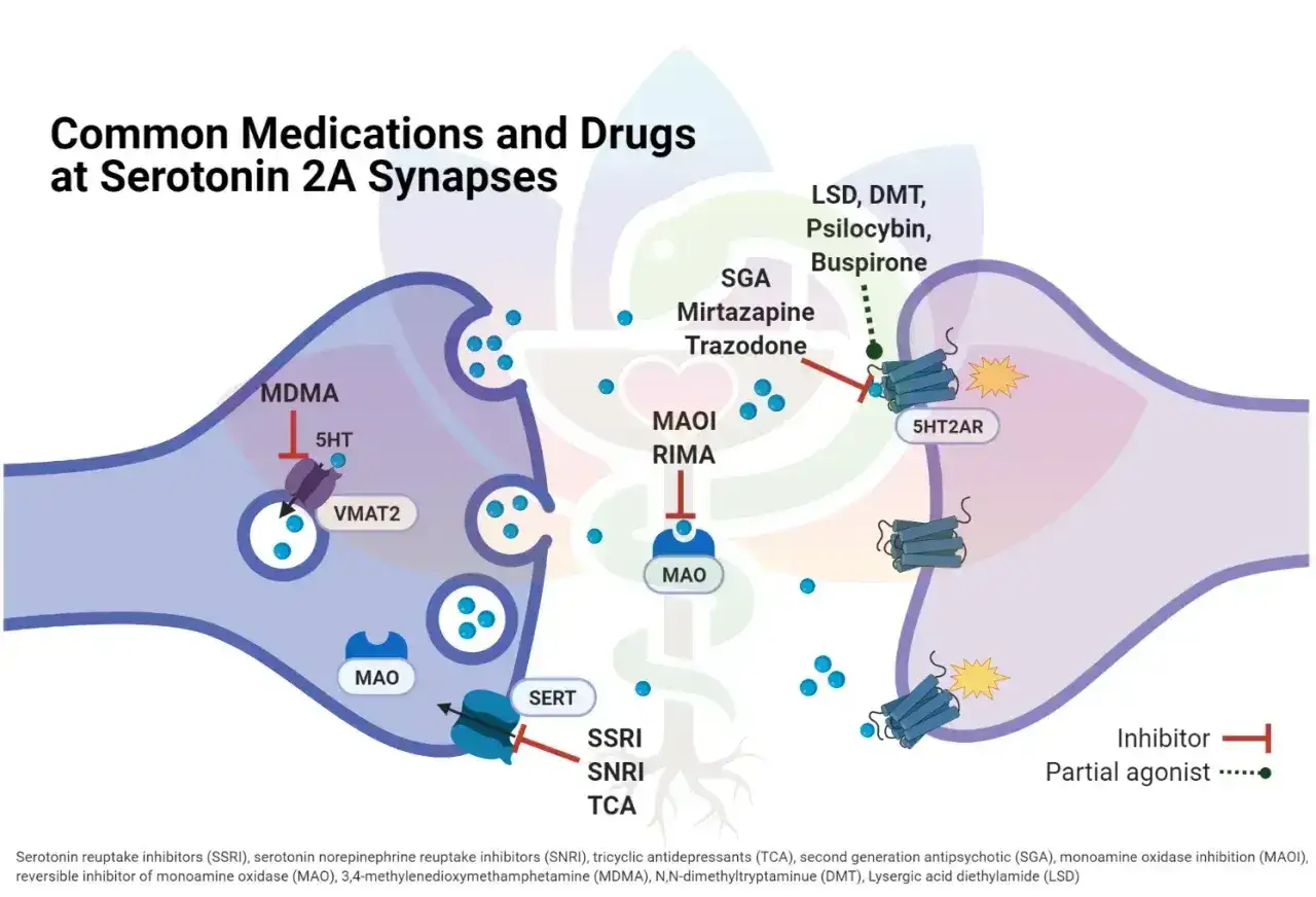 Schemat synapsy serotoninowej. Trazodon, jako lek, wpływa na receptory 5HT2A.