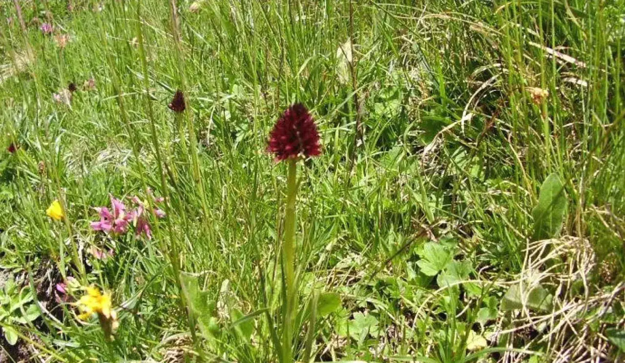 Un solitario negritella fiore, con il suo caratteristico cappuccio rosso scuro, emerge da un prato verdeggiante, circondato da erba alta e altri fiori selvatici.
