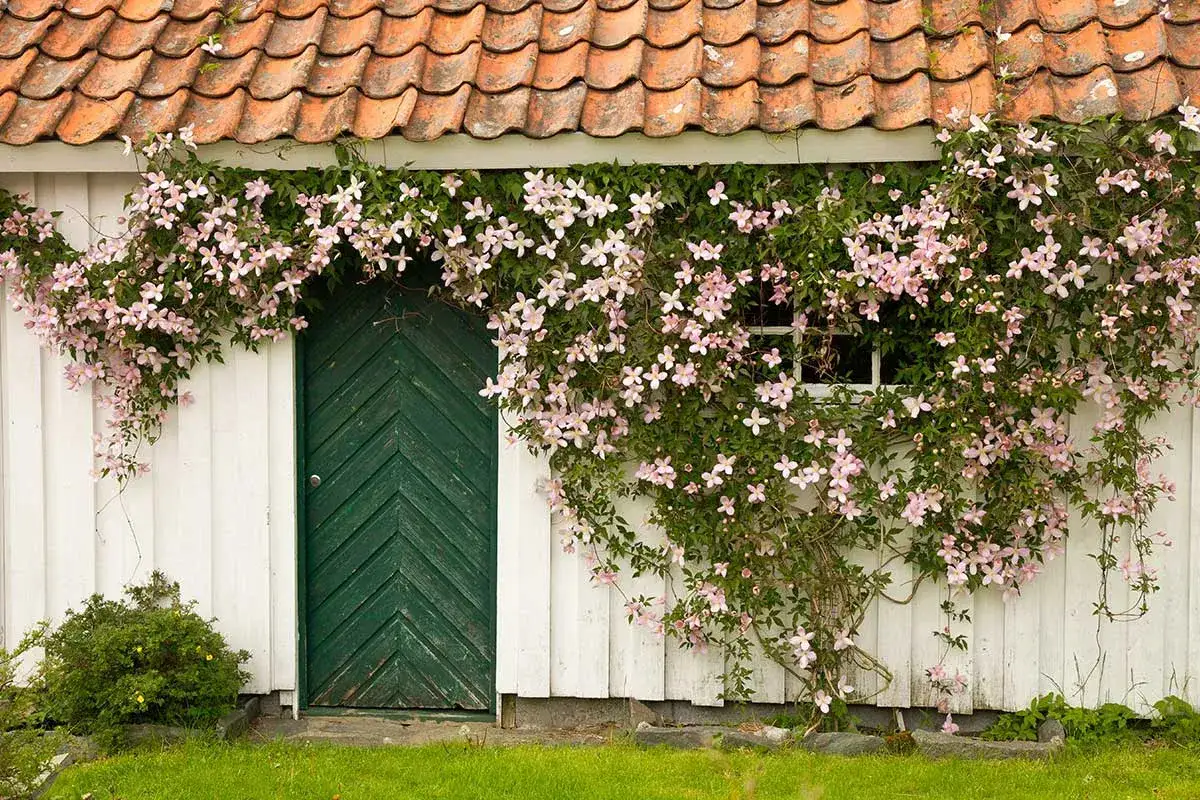 Clematis rankt üppig über eine weiße Holzwand mit grüner Tür. Der ideale clematis standort ist hier offensichtlich.