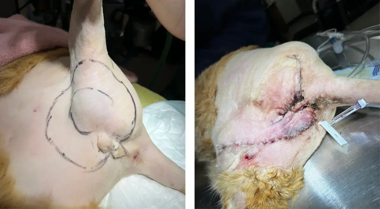 Vorher-Nachher-Bilder einer Katze mit Fibrosarkom. Links: Markierung für die Operation. Rechts: Wunde nach der Entfernung des Tumors.