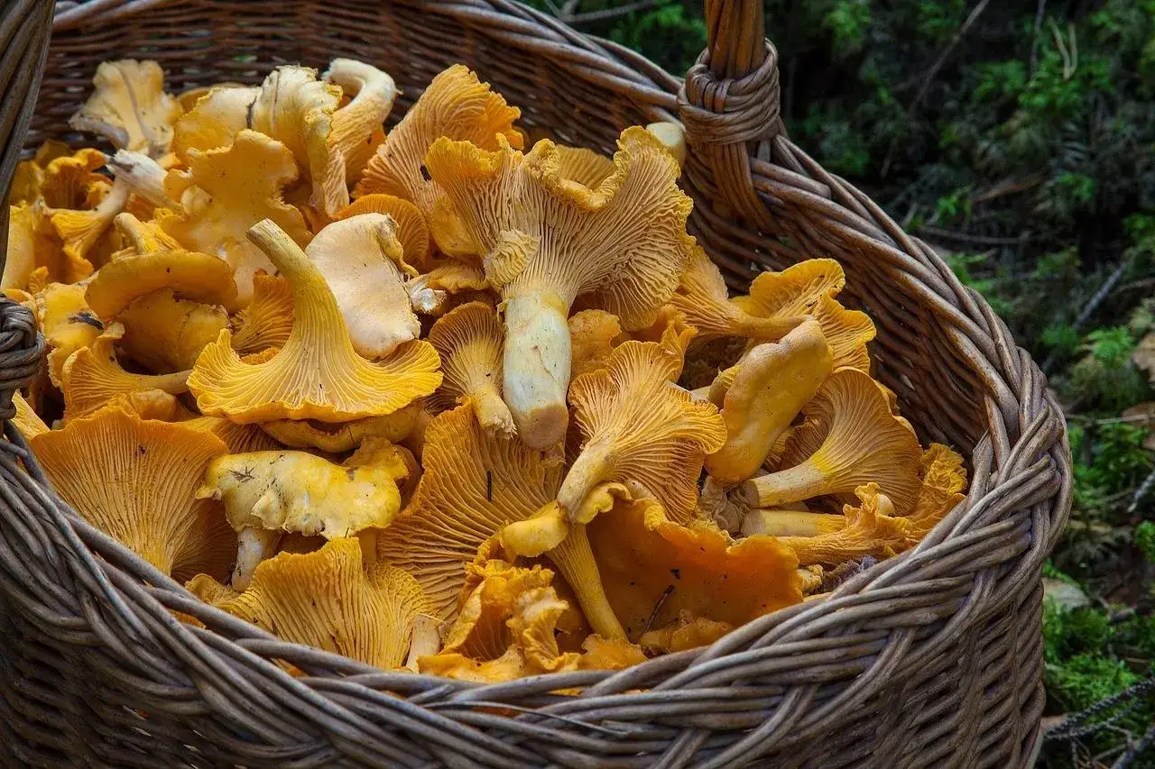 Popularne grzyby jadalne Śląsk, borowik podgrzybek kurka