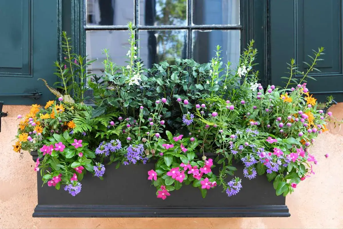 Jardinière débordante de fleurs roses, violettes et oranges, avec des fougères et des feuillages verts, sous une fenêtre aux volets sombres.