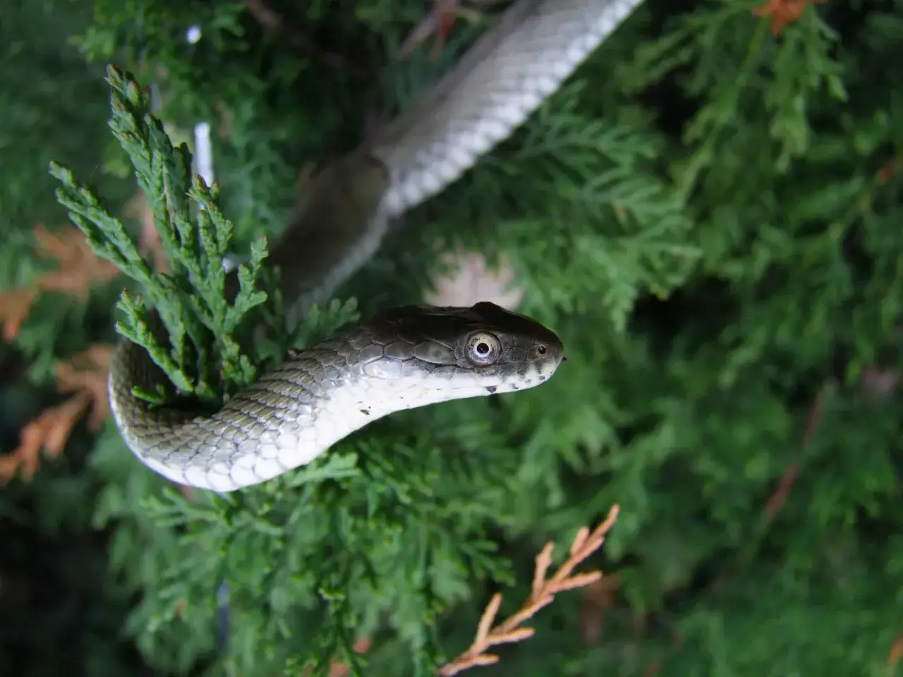 Serpente grigio con scaglie lucide si muove tra i rami verdi di un cipresso, un'immagine che evoca la natura selvaggia del Lago di Garda.