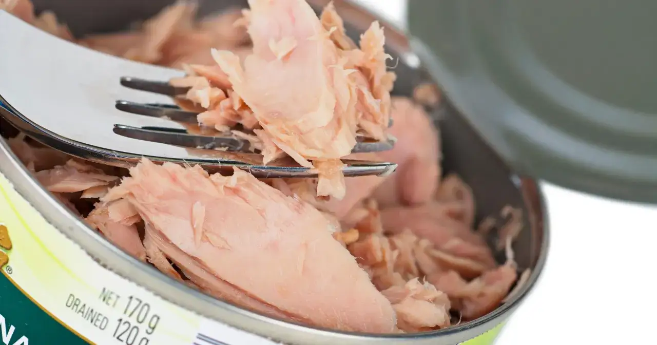 Widok z bliska na tuńczyka z puszki na widelcu. Czy tuńczyk z puszki jest zdrowy? To pytanie zadaje sobie wiele osób, sięgając po ten popularny produkt.