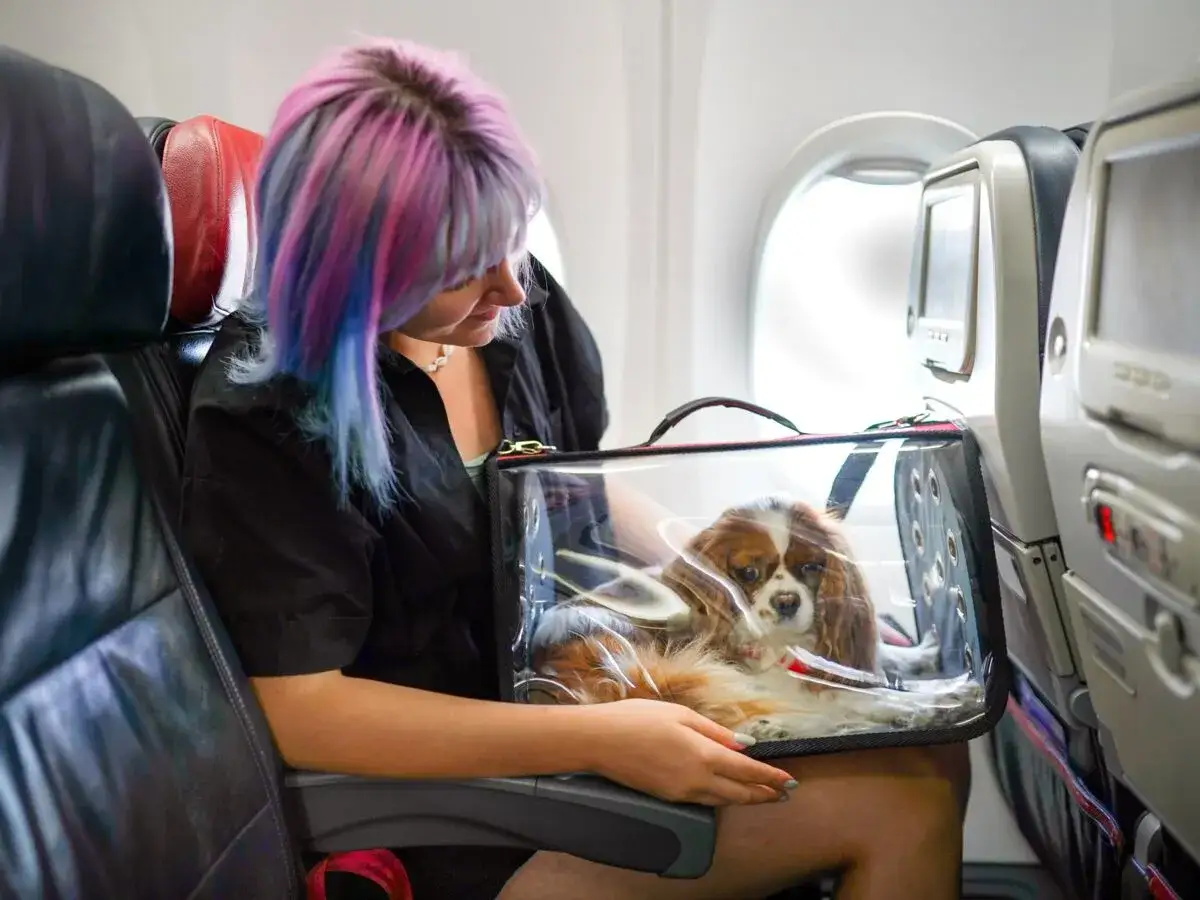 Une jeune femme aux cheveux colorés voyage avec son adorable chien dans un sac transparent, confortablement installé dans l'avion.