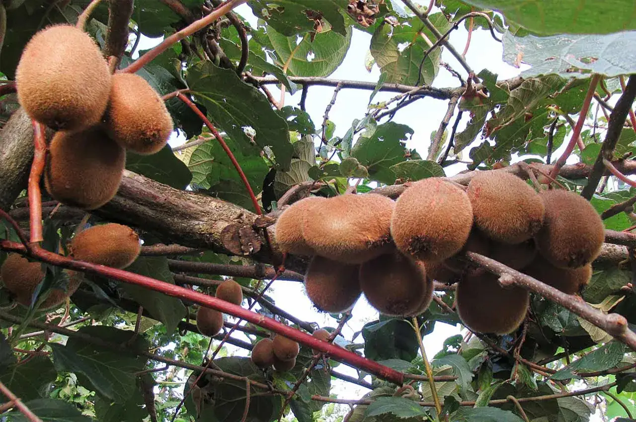 Frutti di kiwi maturi pendono dai rami, pronti per essere raccolti.