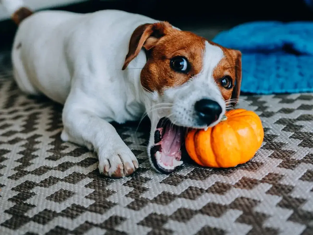 Un perro Jack Russell terrier muerde una calabaza, demostrando que los perros pueden comer calabaza.