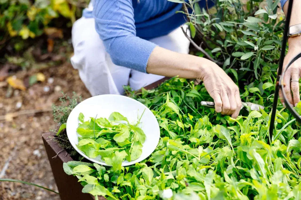 Hands carefully harvest fresh arugula from a garden bed, placing it into a white bowl. This shows how to harvest arugula for a delicious salad.