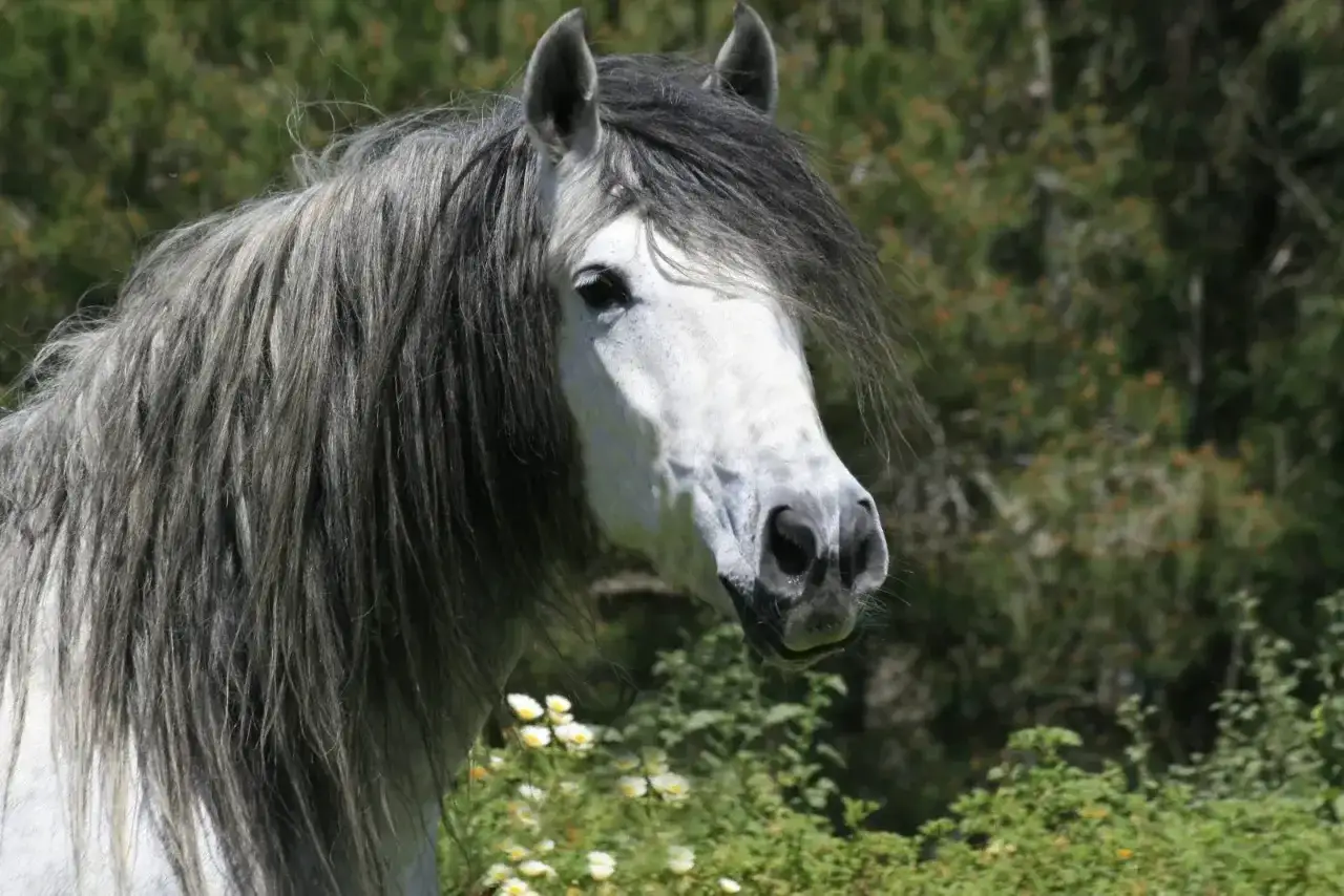 Magnifique cheval espagnol à la crinière grise et épaisse, se tenant dans un pré fleuri.