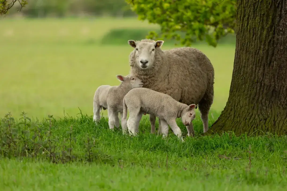 Matka owca i dwa jagniątka pasą się na zielonej łące. Widać, co jedzą owce – soczystą trawę.