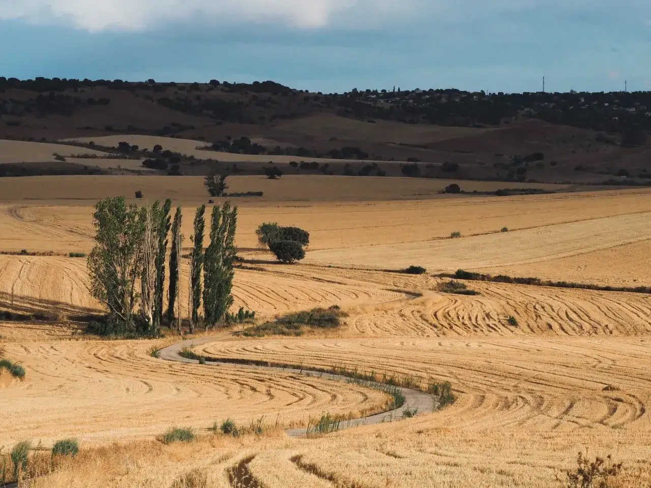 Un camino serpentea entre campos dorados, ideal para rutas gravel Madrid. Colinas y &aacute;rboles salpican el paisaje.