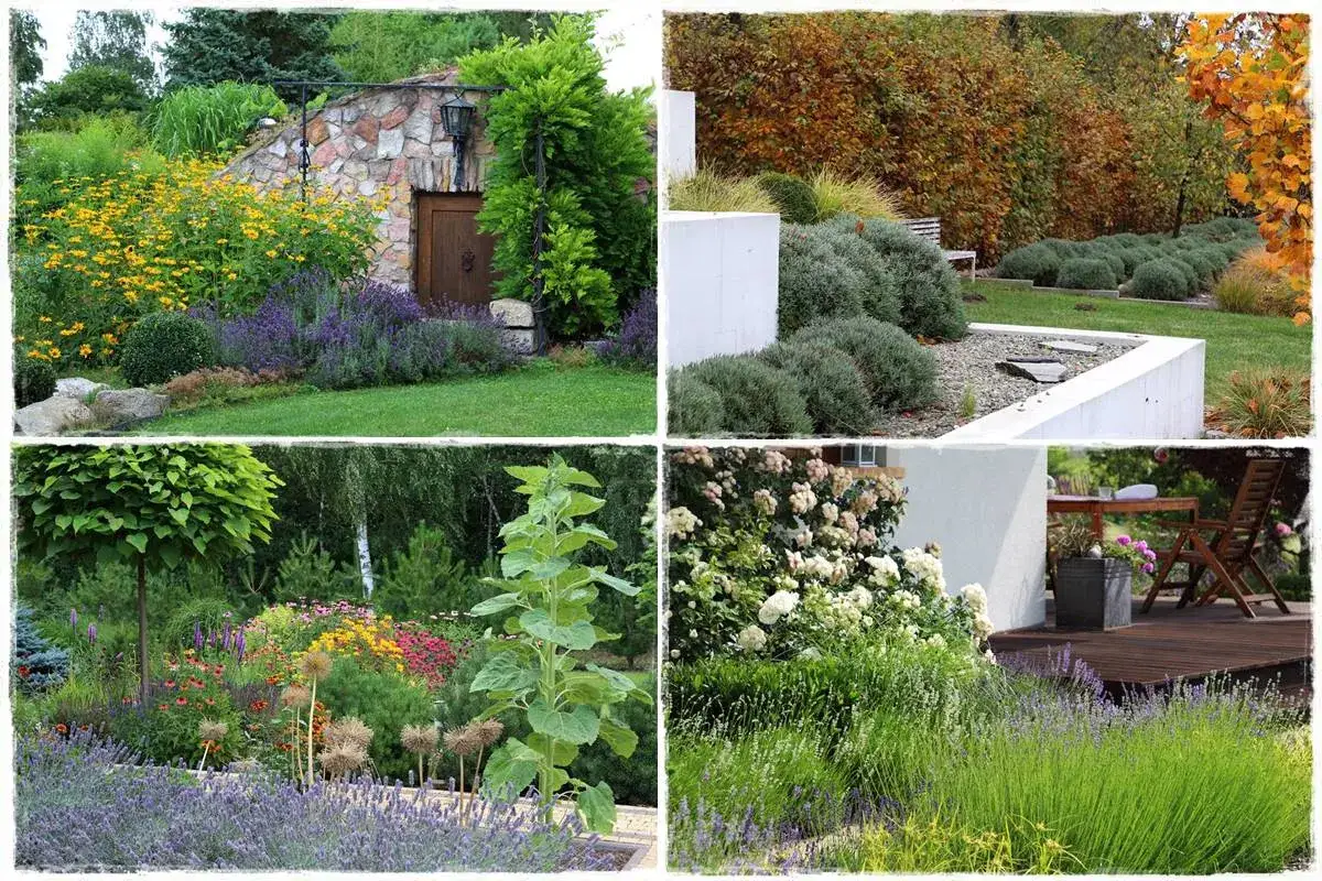 Piękne ogrody z lawendą przed domem, kwitnące róże, słoneczniki i jesienne krzewy tworzą malownicze krajobrazy.