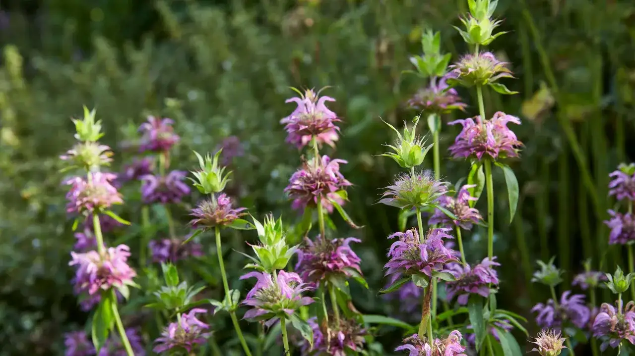 Lila Blütenköpfe von Monarde, auch bekannt als Wilde Bergamotte, im sonnigen Garten. Der ideale estragon standort ist sonnig bis halbschattig.