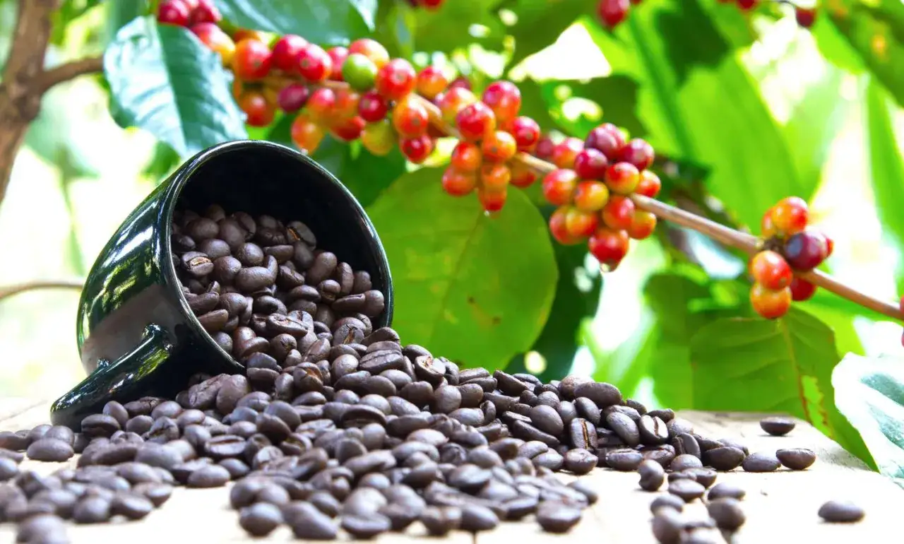Chicchi di caffè tostati traboccano da una tazza nera, con bacche di caffè rosse e verdi che pendono da un ramo sullo sfondo, mostrando una nota varietà di caffè.
