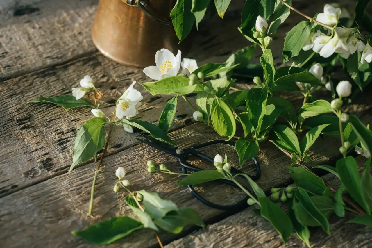 Saxar ligger redo f&ouml;r att klippa jasminbuske. Vita blommor och gr&ouml;na blad p&aring; en tr&auml;yta.