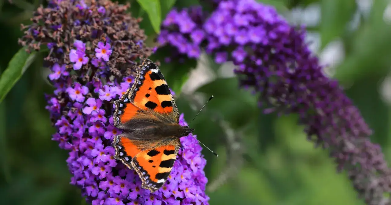 Pomarańczowy motyl na fioletowych kwiatach budlei, gdy kwitnie budleja, przyciąga wzrok.