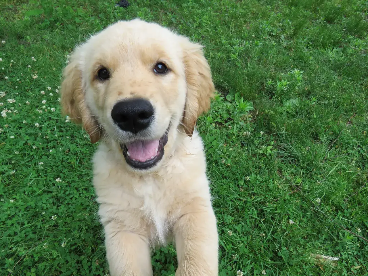 Uśmiechnięty szczeniak golden retriever na zielonej trawie. Widać jego puszyste futro i czarny nosek.