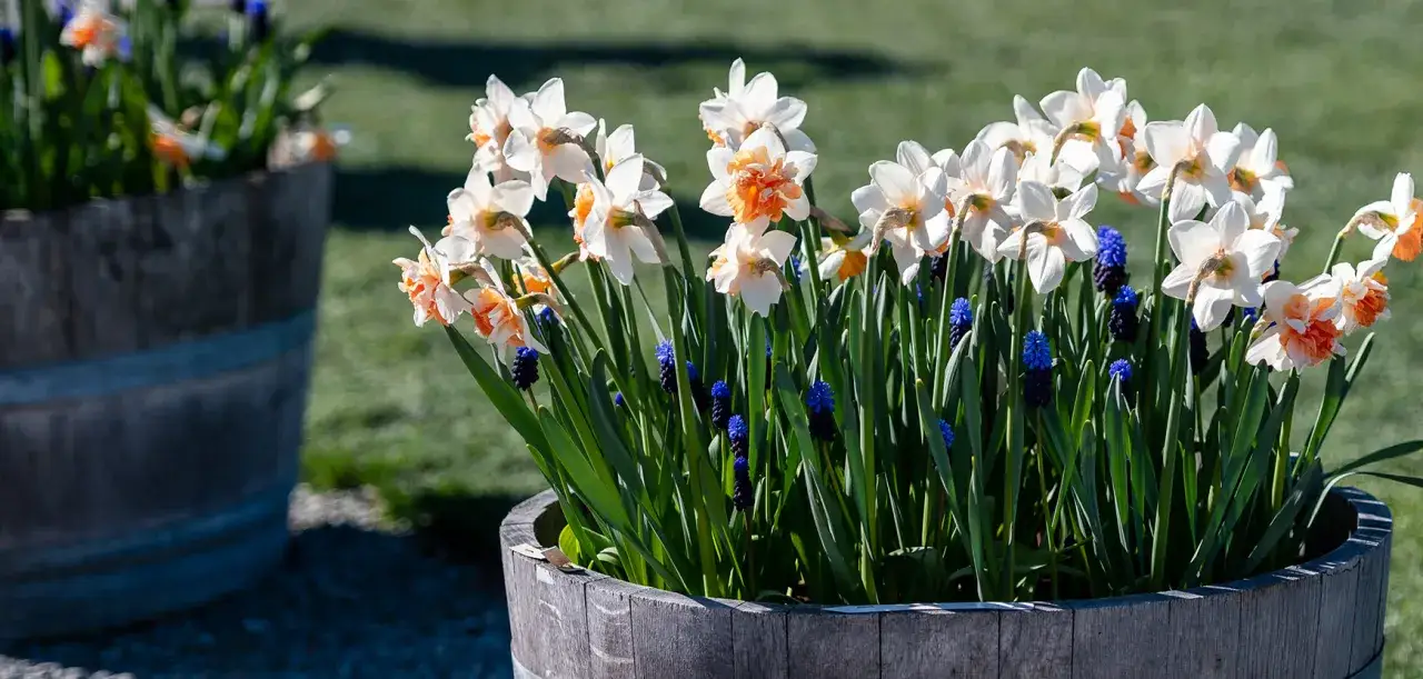 Des bulbes de printemps éclosent en un bouquet de narcisses blancs et orangés, mêlés à des grappes de muscaris bleus, dans un tonneau en bois.