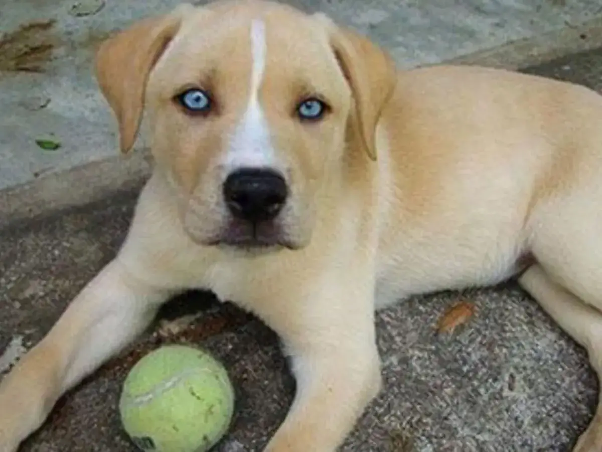 Szczeniak husky i labrador z niebieskimi oczami leży obok piłki tenisowej.