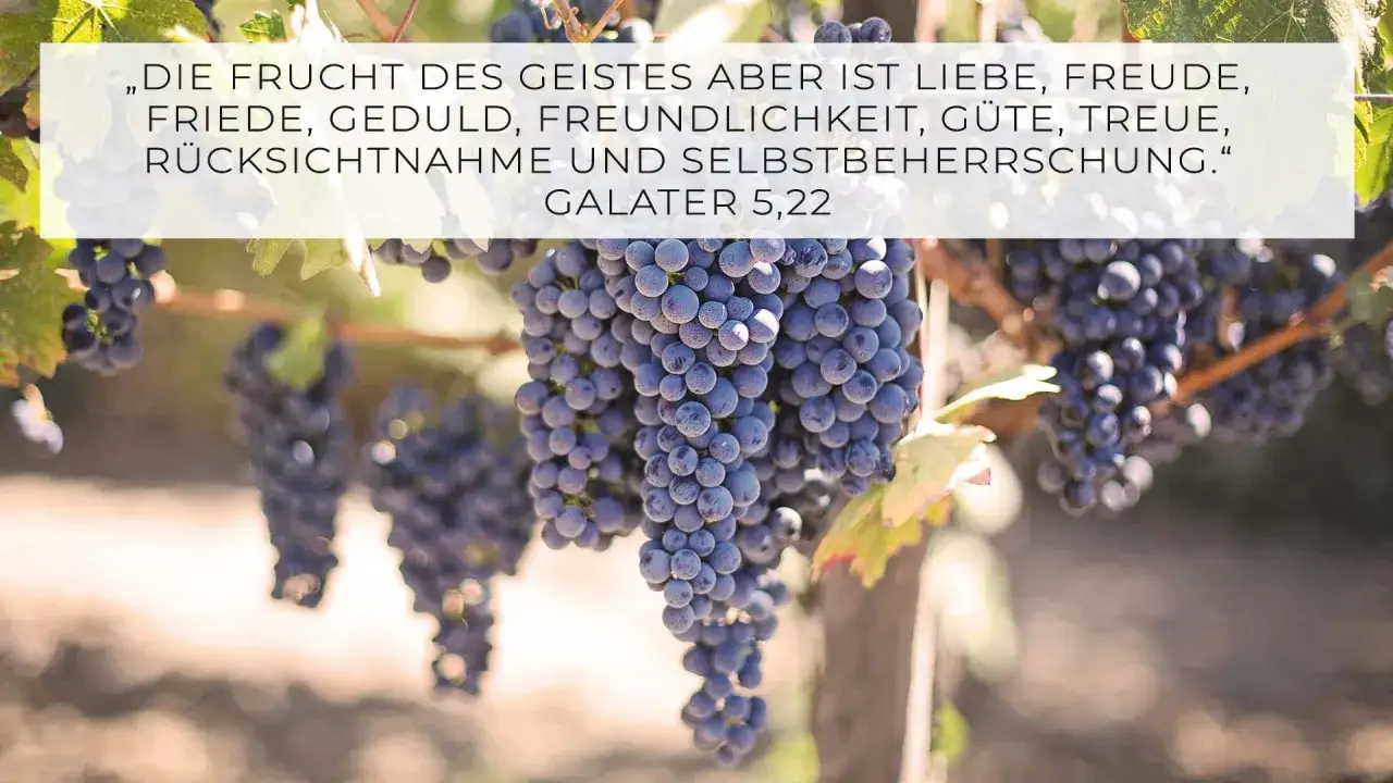 Reife Trauben hängen am Rebstock, ein Bild für die Frucht des Geistes nach Galater 5,22-23: Liebe, Freude, Friede, Geduld, Freundlichkeit, Güte, Treue, Rücksichtnahme, Selbstbeherrschung.