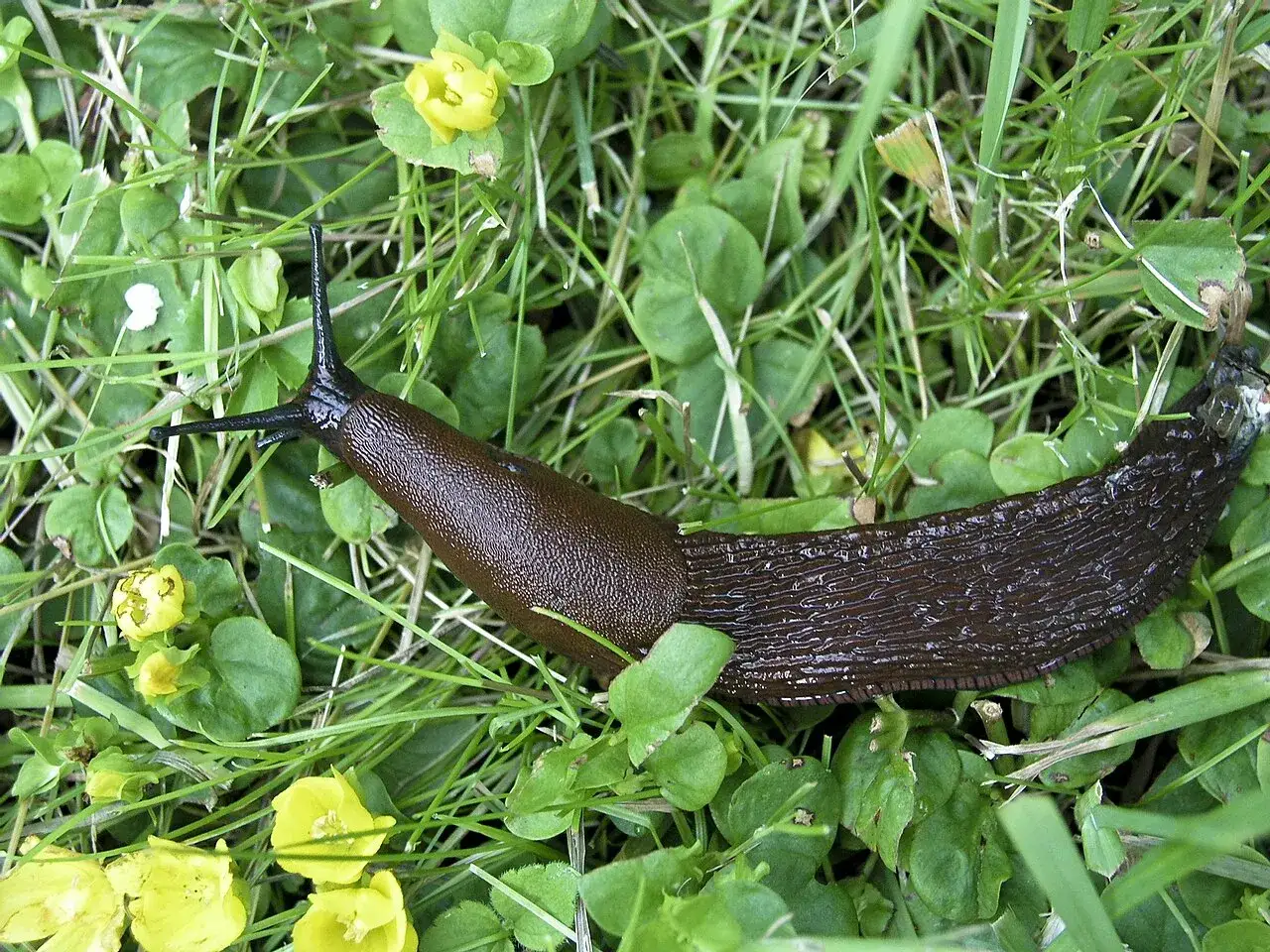 En brun snigel kryper genom gräset bland små gula blommor.