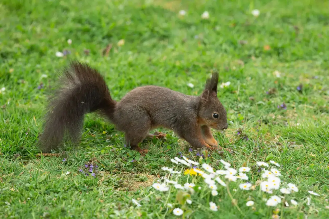 Ein dunkles Eichhörnchen mit buschigem Schwanz huscht über eine grüne Wiese mit Gänseblümchen.